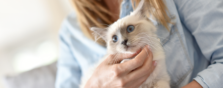 What Is Pet Insurance and How Does It Work?
