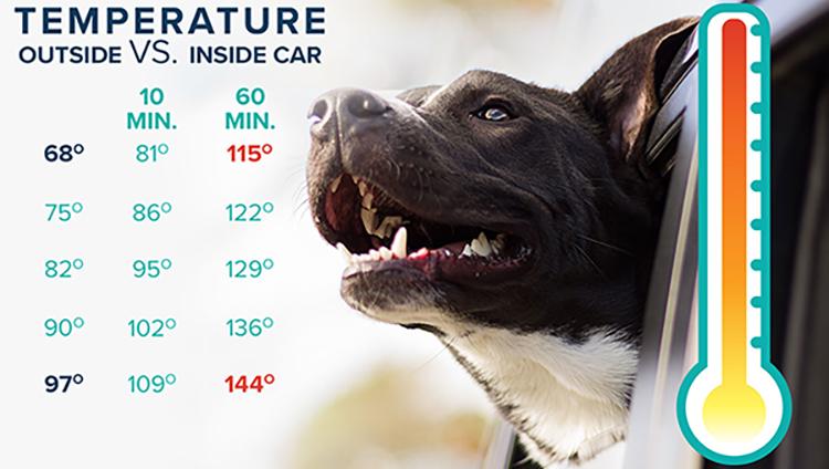 Top Three Dog Heat Stroke Questions